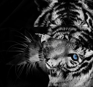 Bedding 160 x 200 3pcs Microfiber 3D Andreas 3023