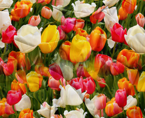 Bedding 200 x 220 3pc Satin Maria 2702