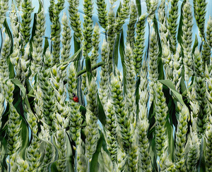 Bedding 160 x 200 3pc Satin Maria 2698