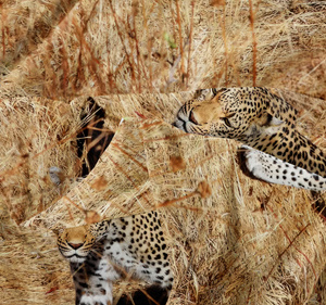 Bedding 140 x 200 2pcs Microfiber 3D Andreas 3026